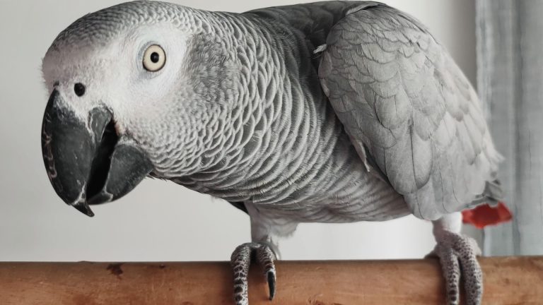 Prix du perroquet gris du Gabon : ce qu’il faut vraiment savoir