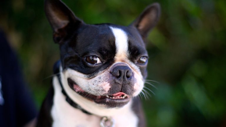 Quel chien noir et blanc à poil court choisir selon votre mode de vie ?