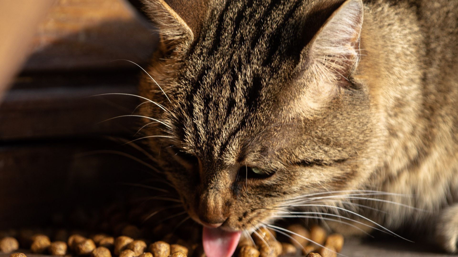 Quelles croquettes donner à un chat de 12 mois sensible ou stérilisé ?