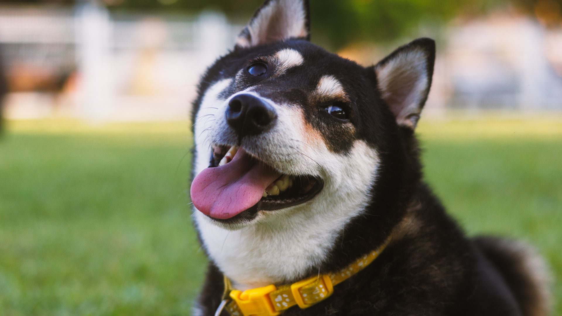 Shiba Inu noire : signes d’un bon tempérament à la première rencontre