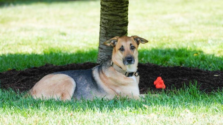 Les spécificités du croisement Labrador-Berger allemand