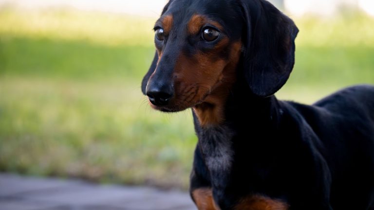 Teckel poil ras arlequin : prix, budget réel et coûts cachés