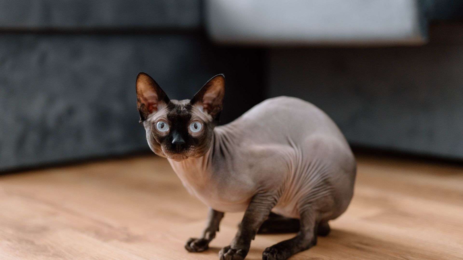 Top 5 des races de chats les plus laides du monde