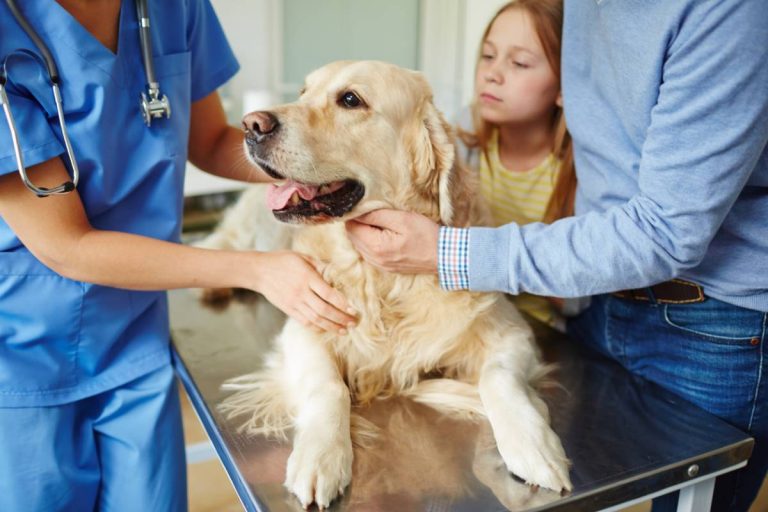 Votre animal est en danger ? Reconnaître une urgence vétérinaire