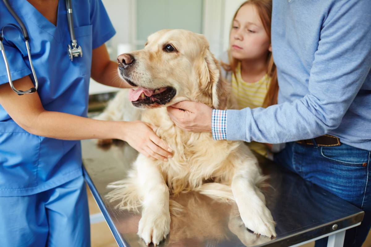Votre animal est en danger ? Reconnaître une urgence vétérinaire