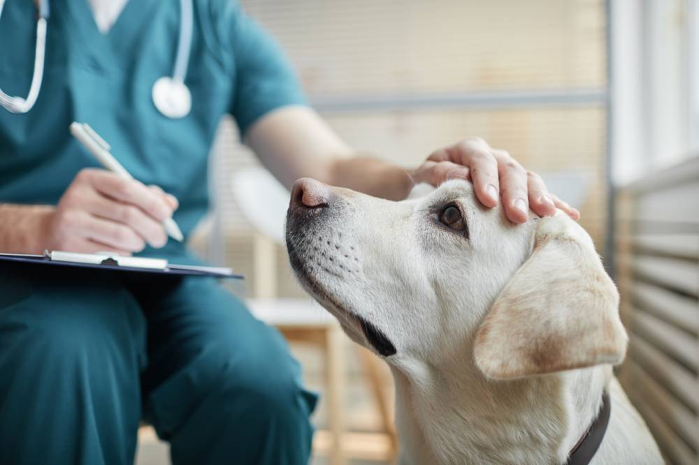 urgence vétérinaire chien malade