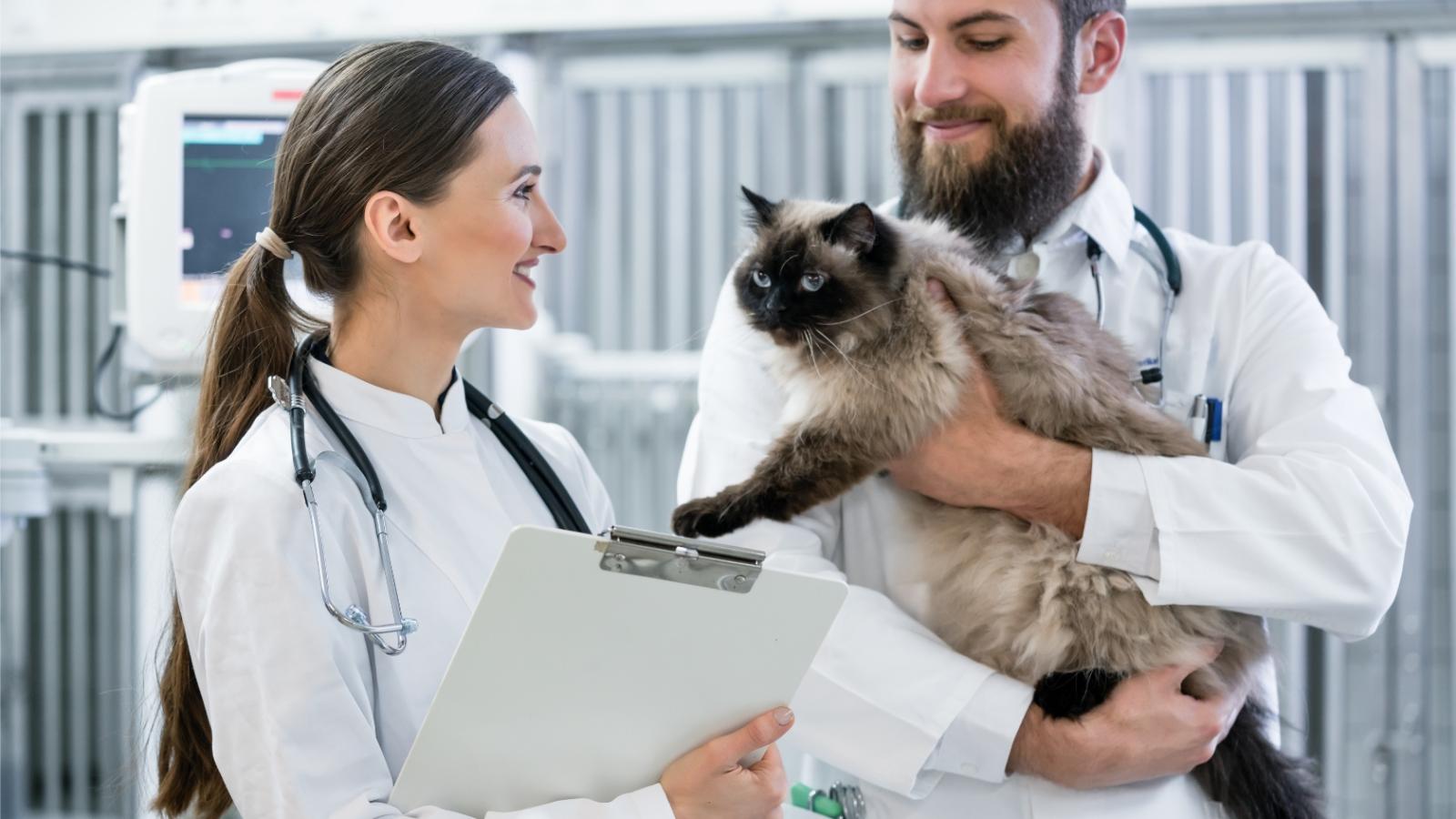 Comment comparer les offres pour une assurance pour animaux selon les besoins de votre compagnon