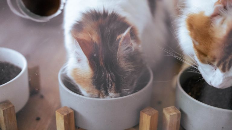 Alimentation du chaton : incidence sur la diarrhée et remèdes