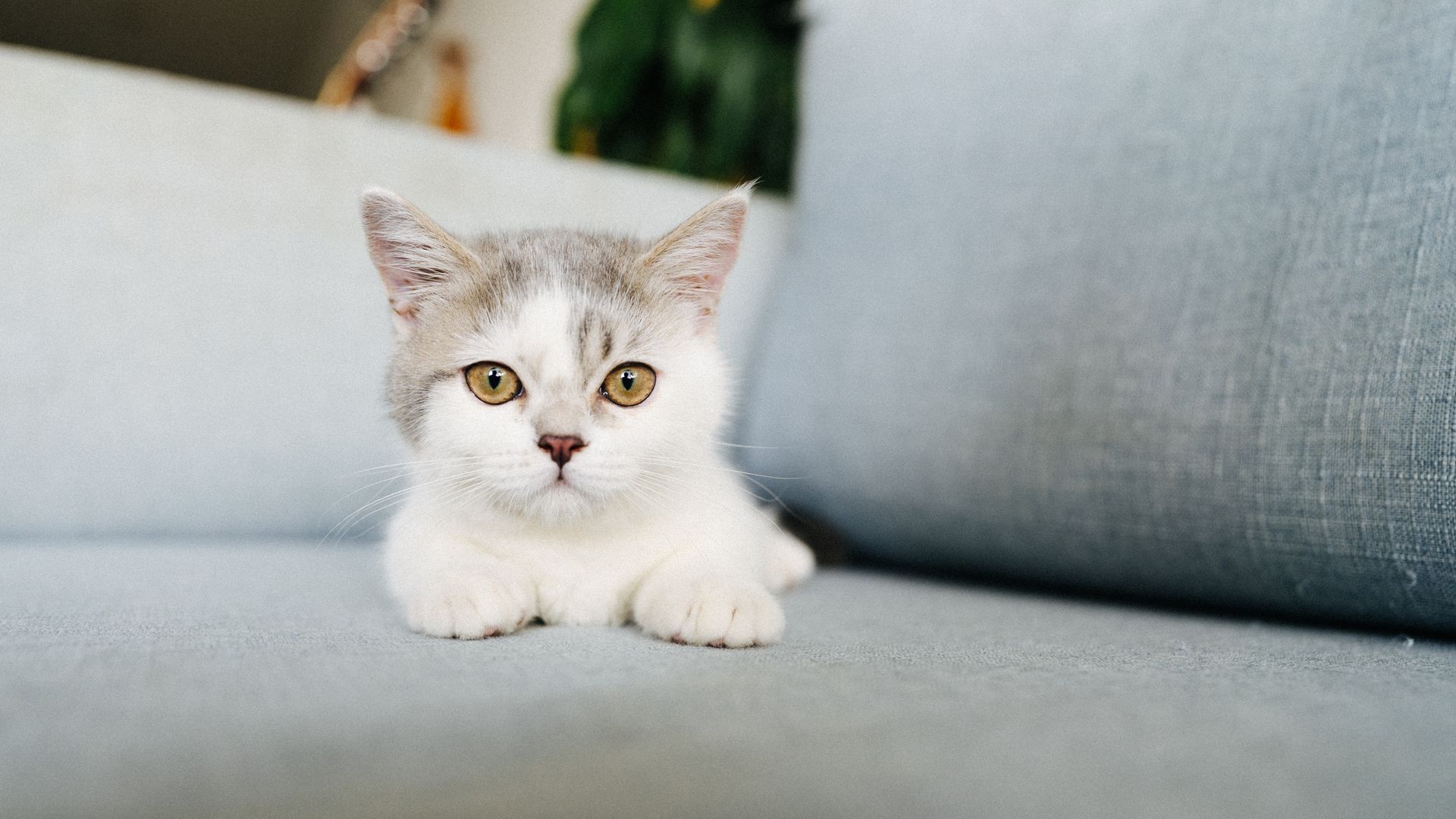 Chat nain contre chat de taille normale : comprendre les différences
