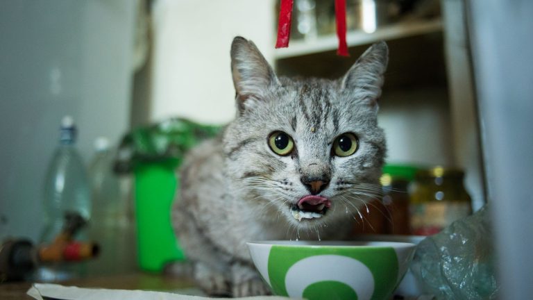 Chat : que faire quand il mange trop ? conseils et solutions
