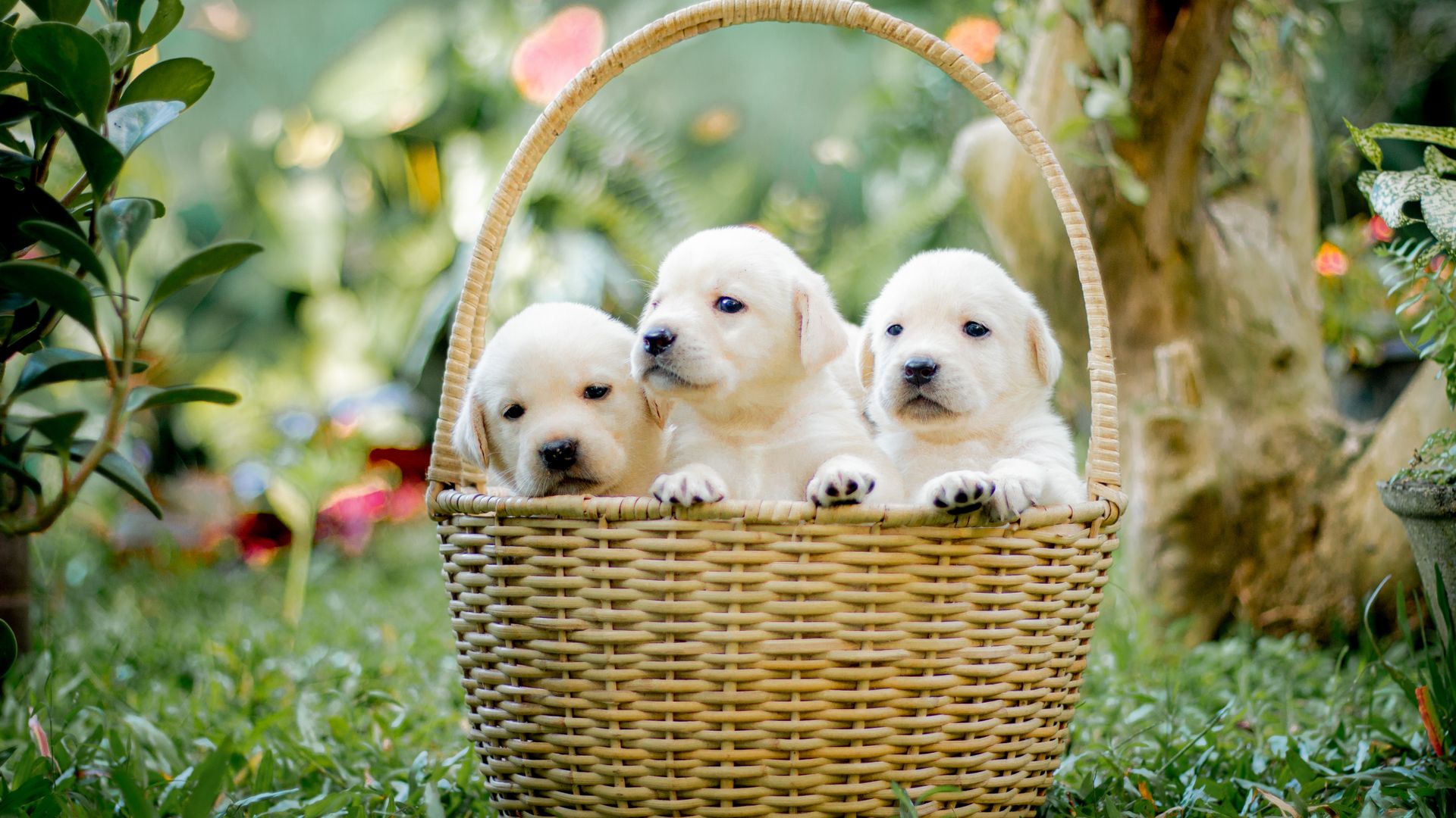 Classement des 10 meilleurs éleveurs de chiots du Grand Est