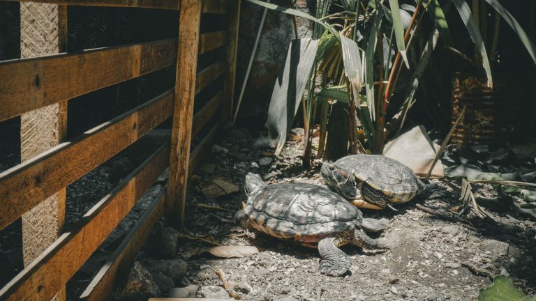 Construire un habitat pour tortue terrestre : astuces et étapes clés