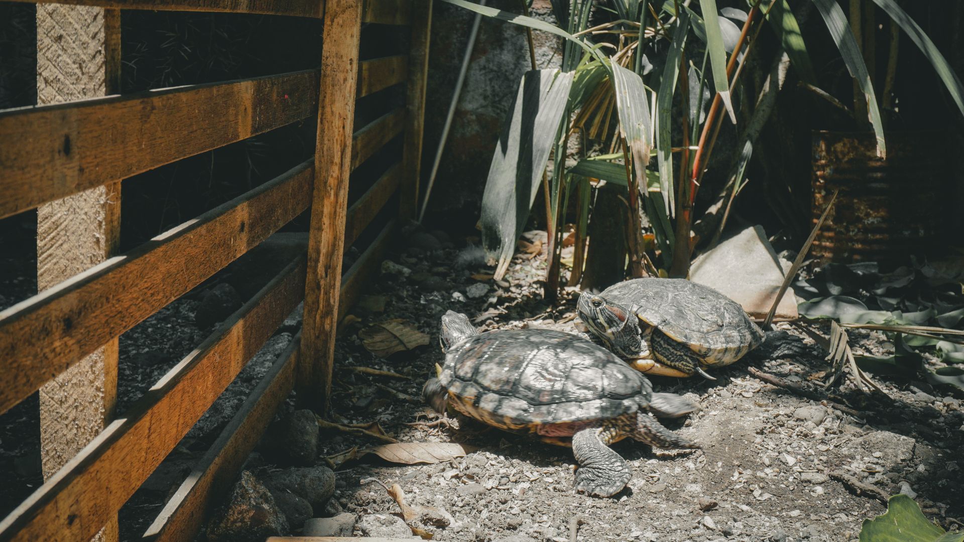 Construire un habitat pour tortue terrestre : astuces et étapes clés