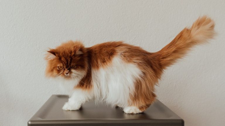 Les différences entre le chat tête-plate et le persan