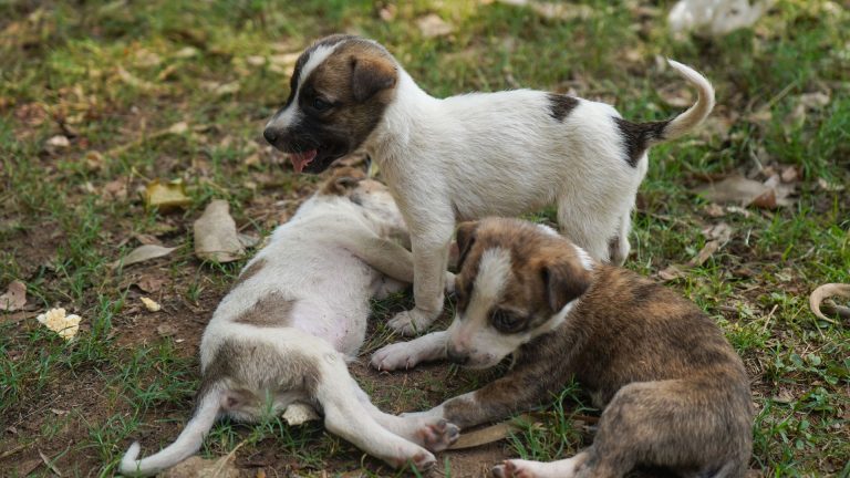 Éleveurs de chiots en Provence-Alpes-Côte d’Azur : le top 10 2026