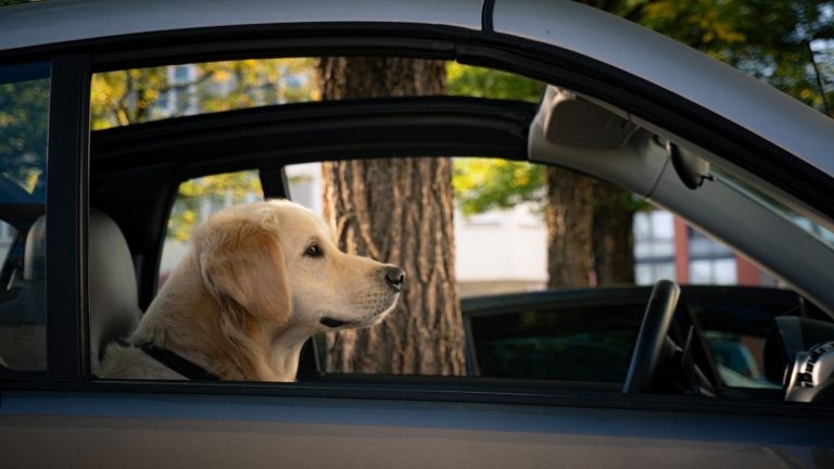 Golden retriever en voiture : quel harnais pour voyager en toute sécurité ?