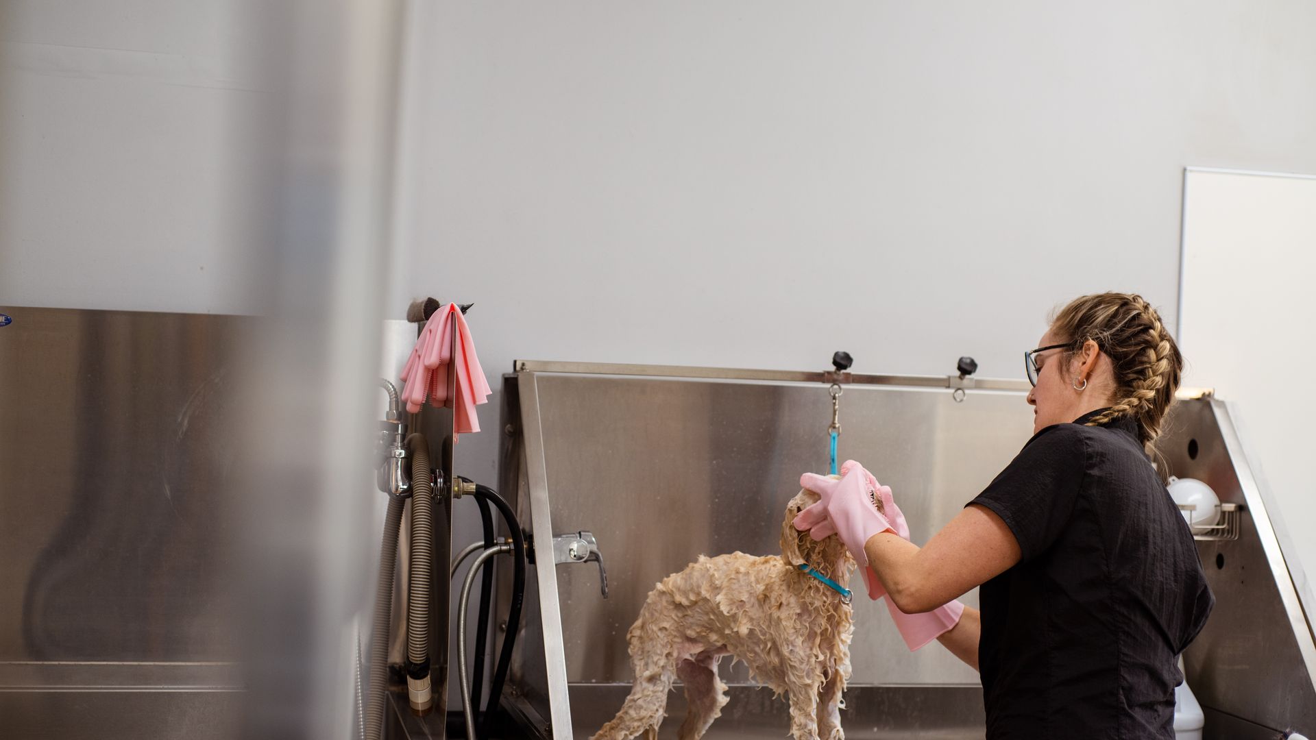 Les meilleurs salons de toilettage en Occitanie : notre classement 2026