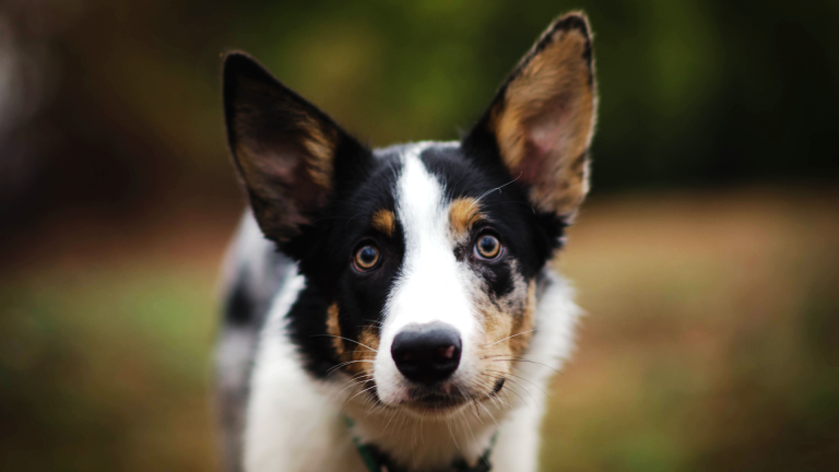 Les nuances envoûtantes du border collie merle bleu : guide détaillé