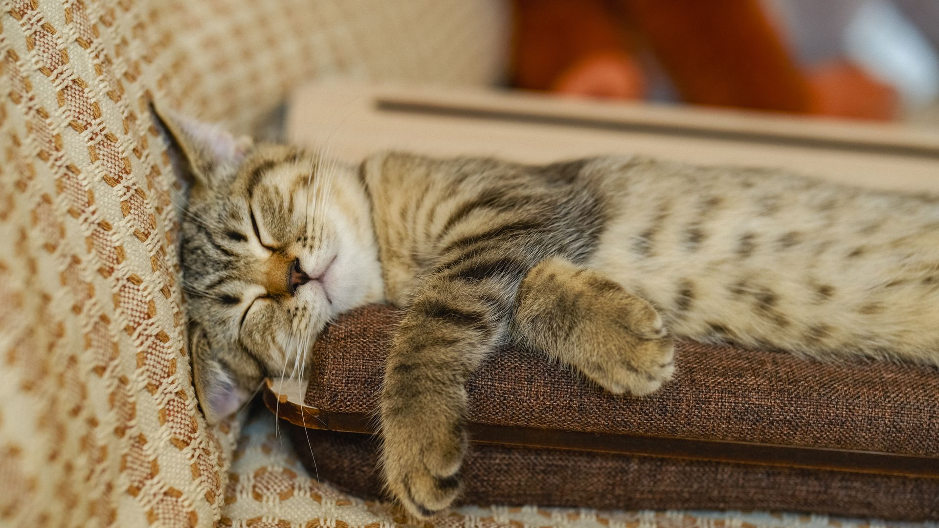 Pourquoi mon chaton miaule sans cesse ? Conseils pour l’apaiser