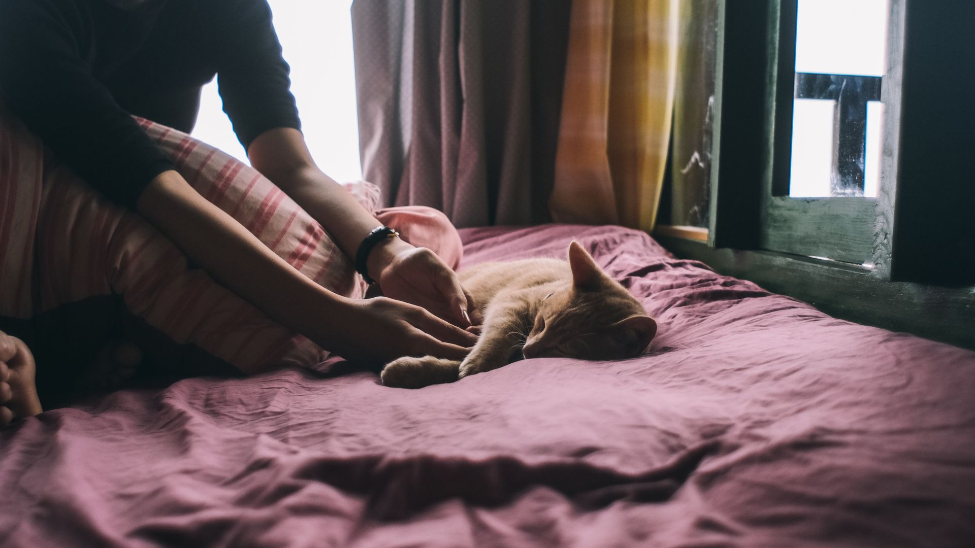 Quelle est la signification spirituelle du chat qui dort sur moi ?