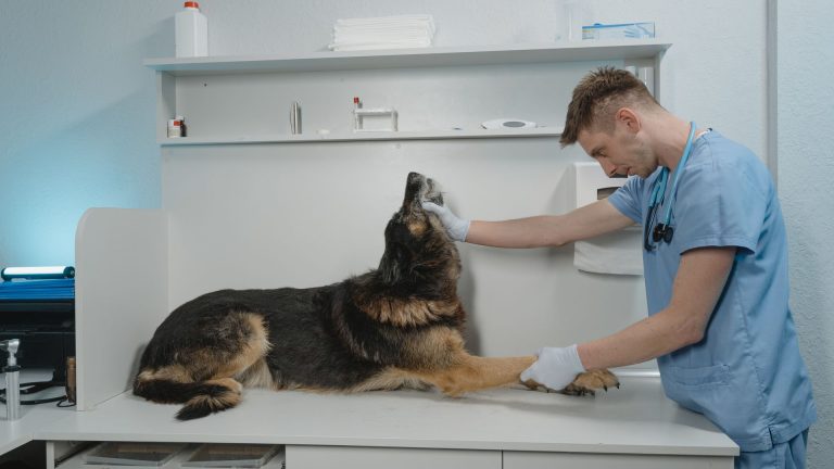Reconnaître les signes de cystite chez le chien sans se tromper