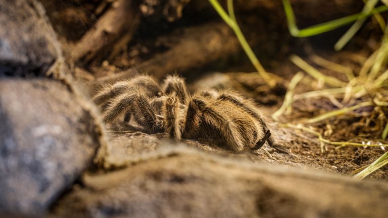 Secrets des mygales de Provence : habitats et techniques de chasse