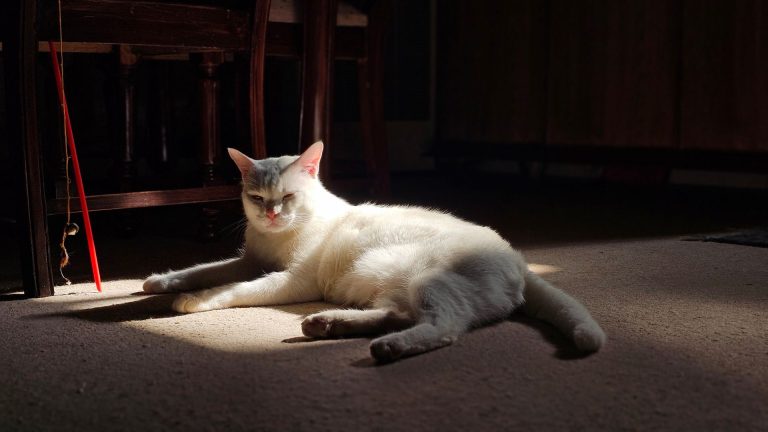 Les signes annonciateurs de la présence de tique blanche sur le chat