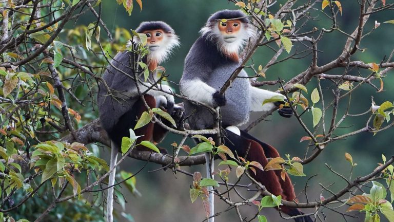 Singe au cul rouge : écologie et rôle dans l’écosystème