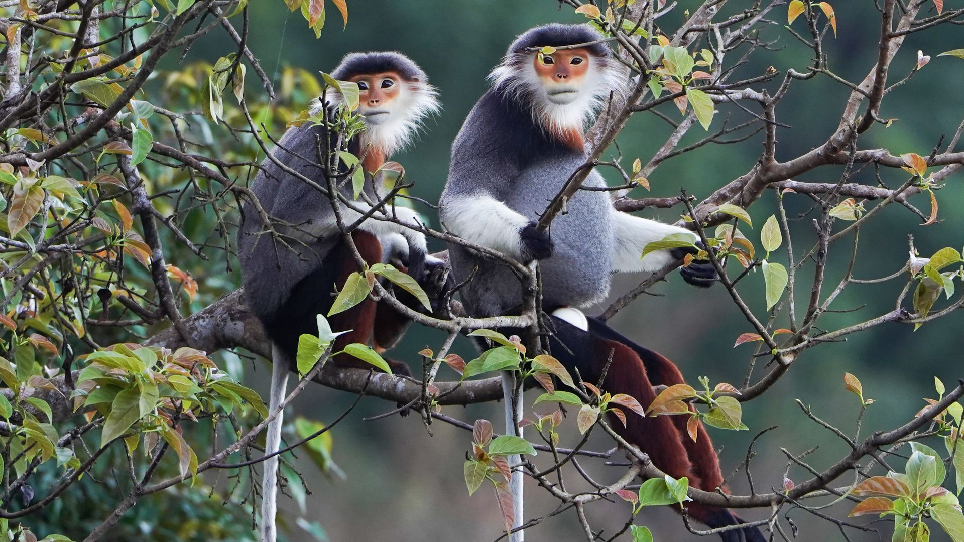 Singe au cul rouge : écologie et rôle dans l’écosystème