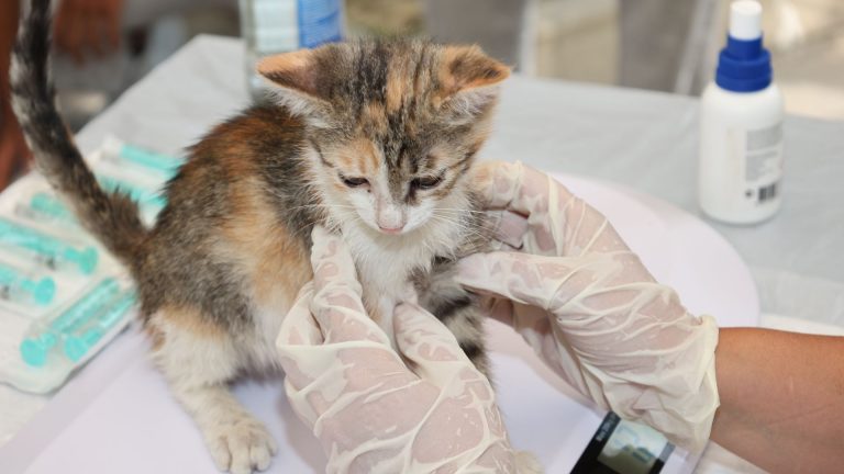 Assurance santé animale : pourquoi si peu de français font le pas ?