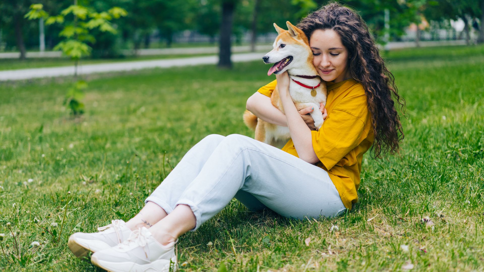 Tout sur le Shiba Inu blanc : caractéristiques, élevage et soins